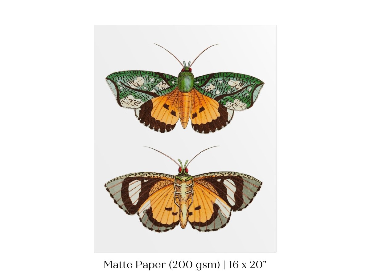 Hypermnestra Moth Illustration | P170 - Single Art Prints - Piccolo Fiore Prints