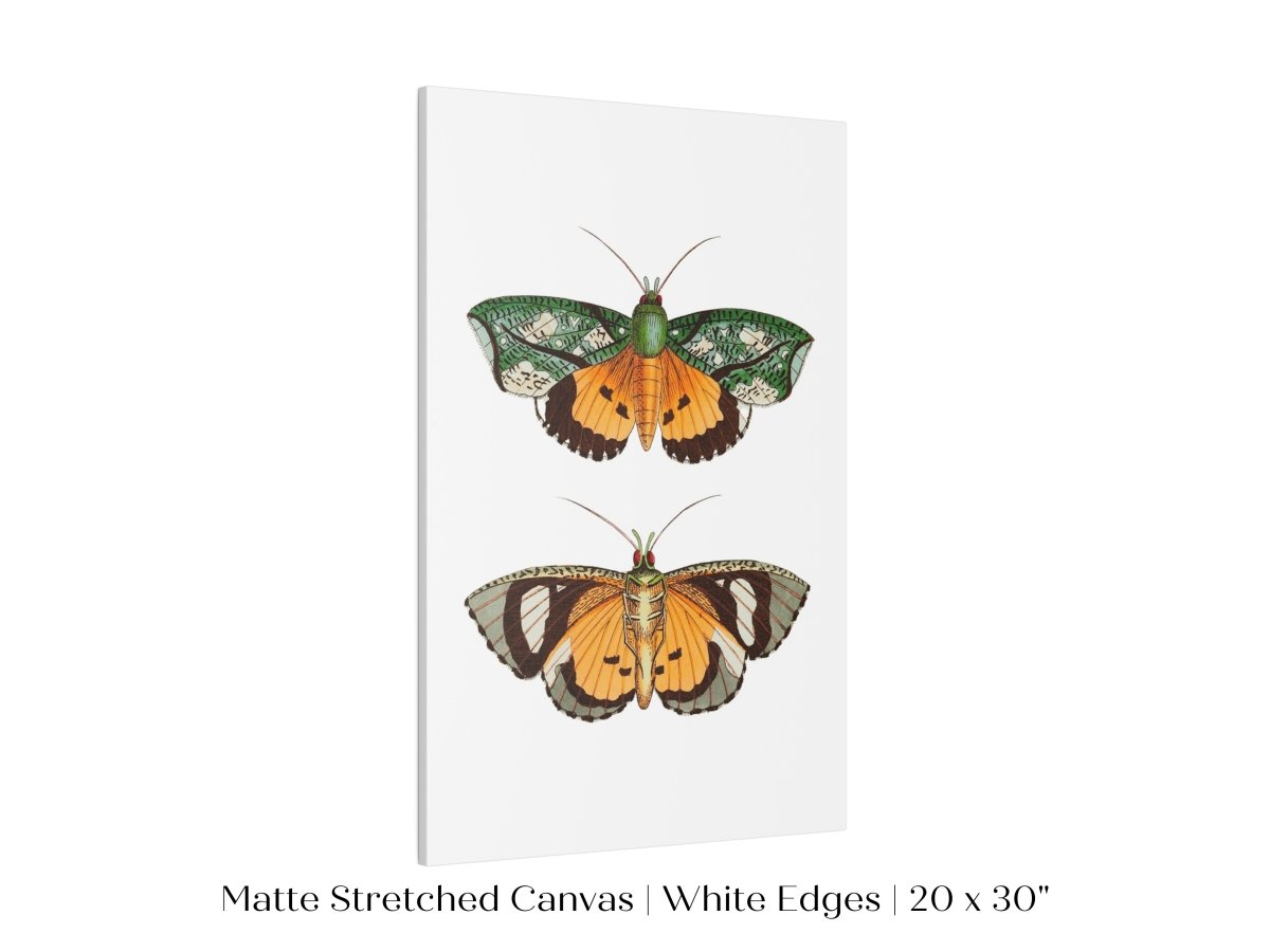 Hypermnestra Moth Illustration | P170 - Single Art Prints - Piccolo Fiore Prints