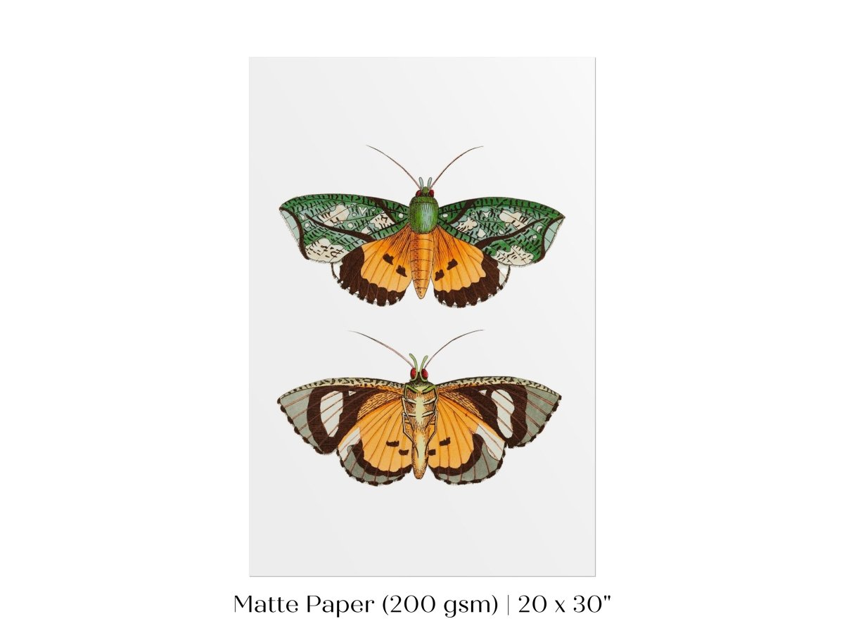 Hypermnestra Moth Illustration | P170 - Single Art Prints - Piccolo Fiore Prints