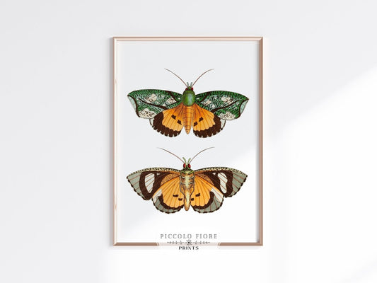 Hypermnestra Moth Illustration | P170 - Single Art Prints - Piccolo Fiore Prints