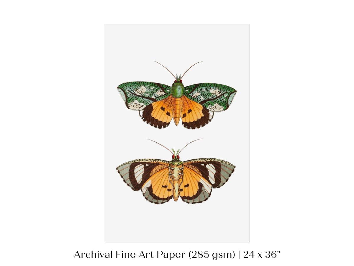 Hypermnestra Moth Illustration | P170 - Single Art Prints - Piccolo Fiore Prints