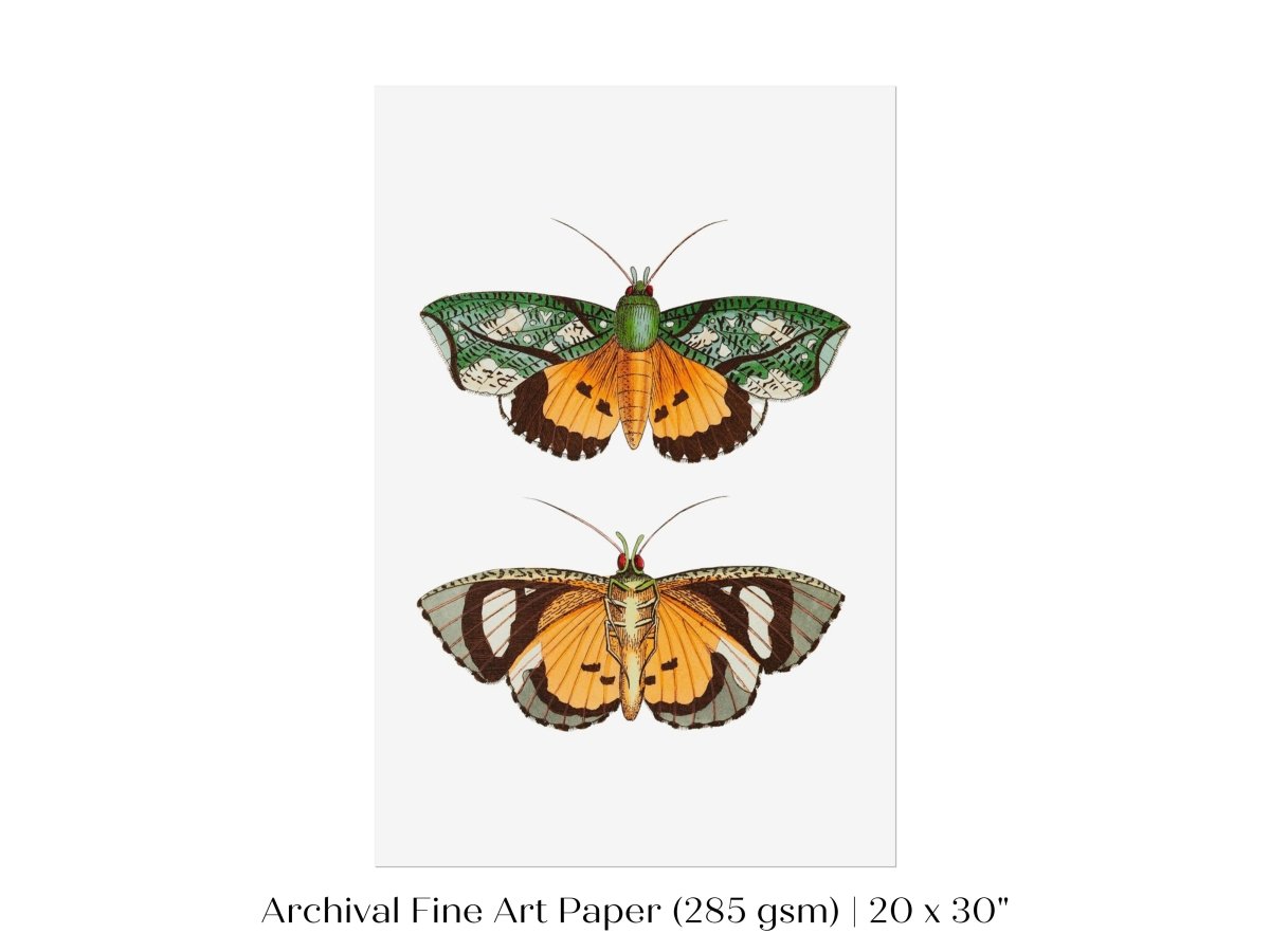 Hypermnestra Moth Illustration | P170 - Single Art Prints - Piccolo Fiore Prints