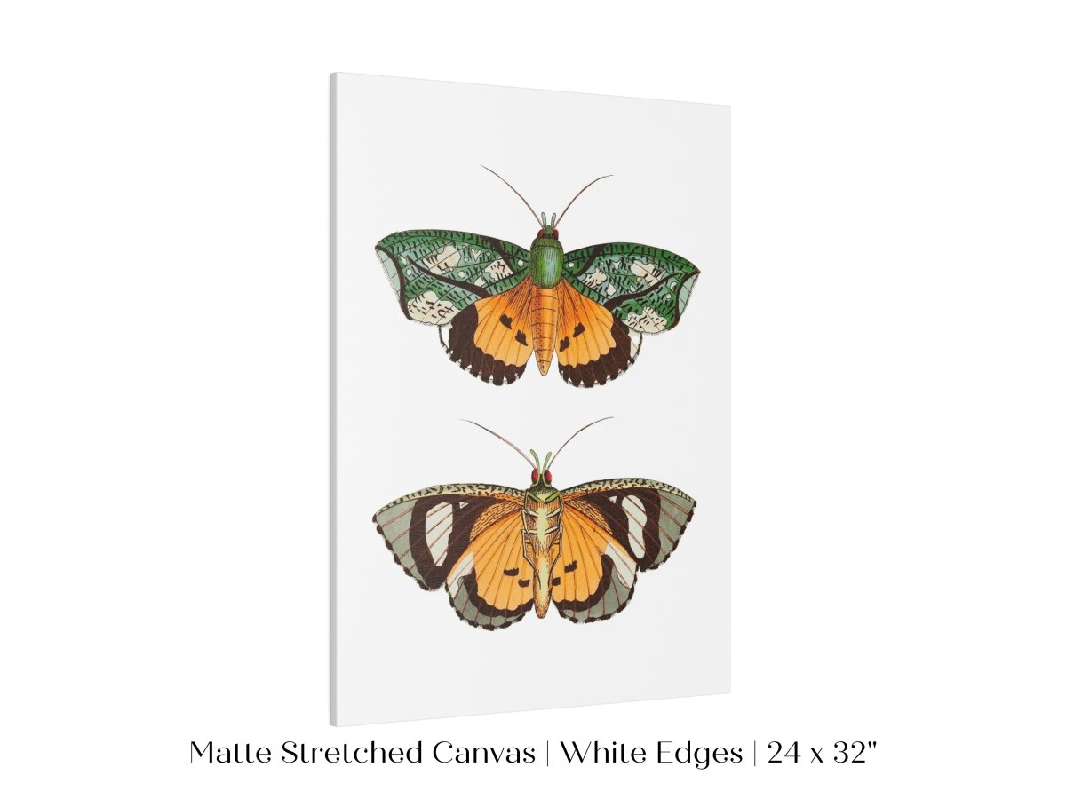 Hypermnestra Moth Illustration | P170 - Single Art Prints - Piccolo Fiore Prints
