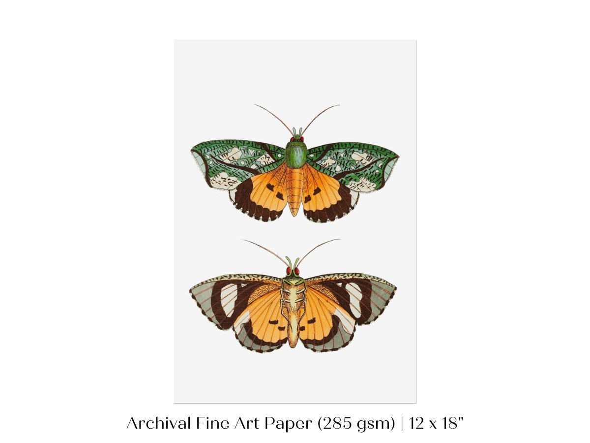 Hypermnestra Moth Illustration | P170 - Single Art Prints - Piccolo Fiore Prints