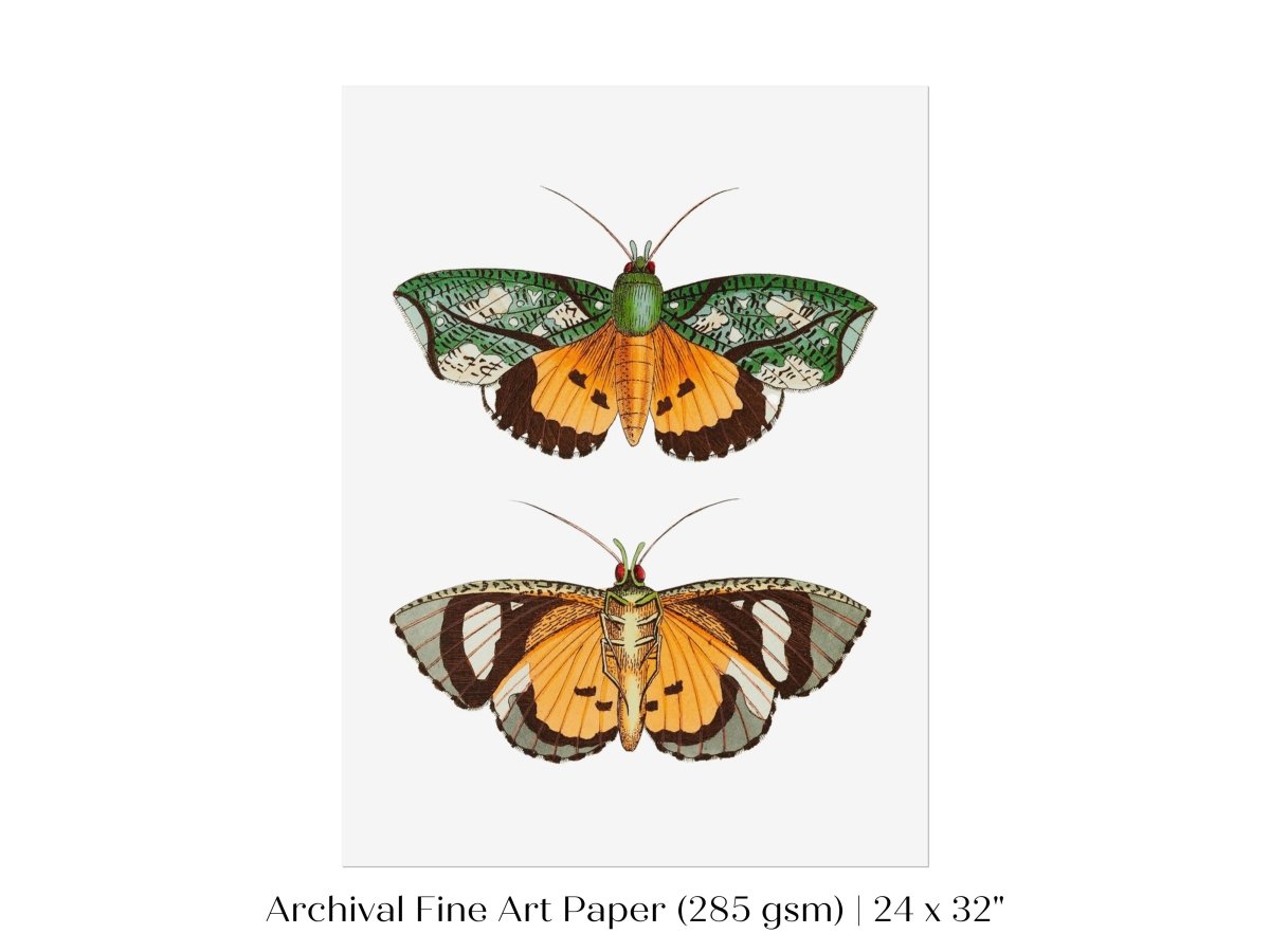 Hypermnestra Moth Illustration | P170 - Single Art Prints - Piccolo Fiore Prints