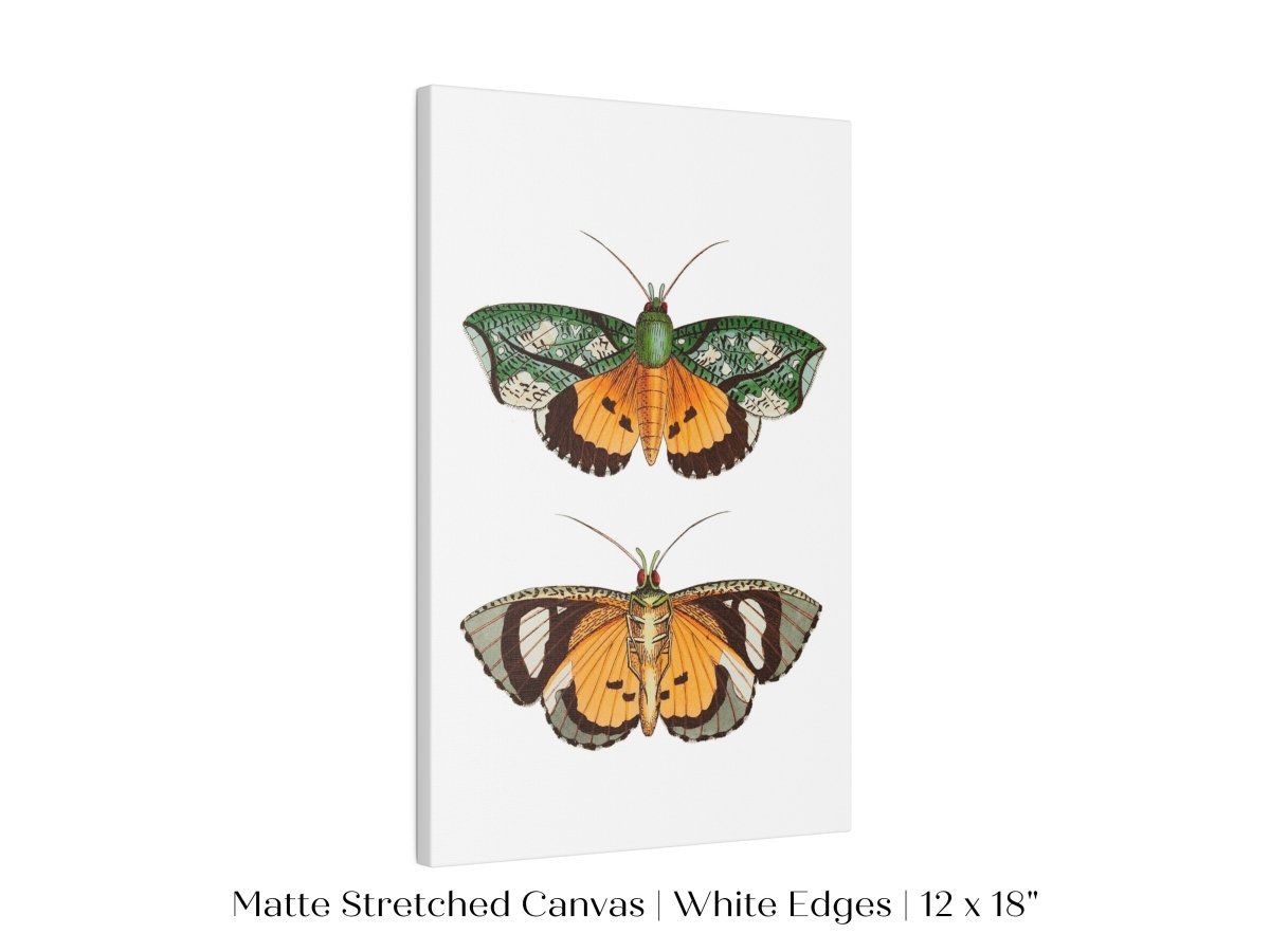 Hypermnestra Moth Illustration | P170 - Single Art Prints - Piccolo Fiore Prints