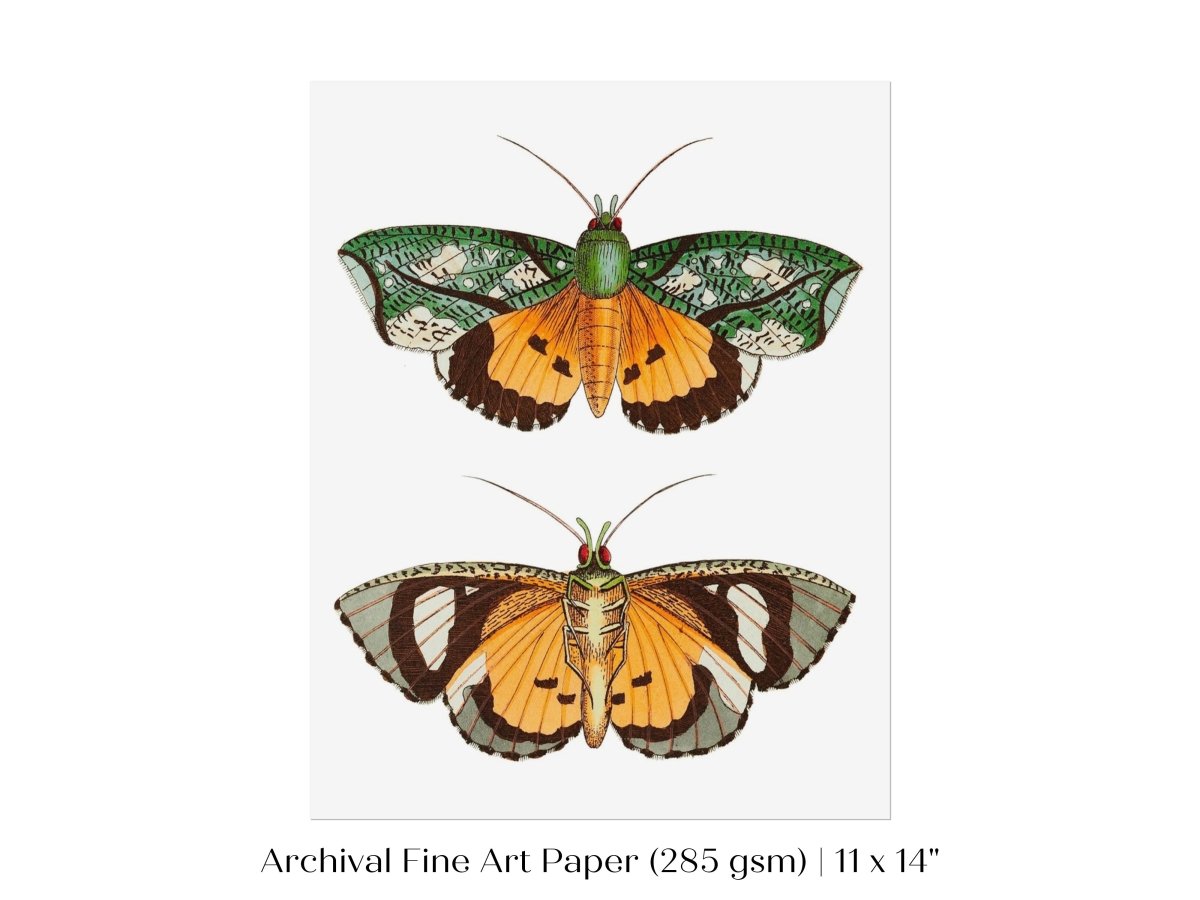 Hypermnestra Moth Illustration | P170 - Single Art Prints - Piccolo Fiore Prints