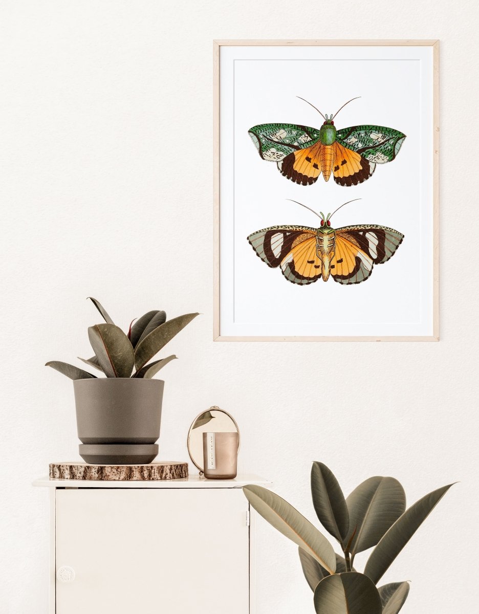 Hypermnestra Moth Illustration | P170 - Single Art Prints - Piccolo Fiore Prints