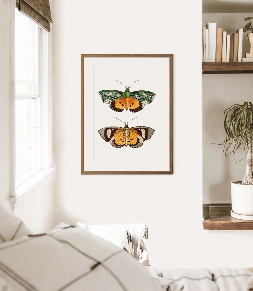 Hypermnestra Moth Illustration | P170 - Single Art Prints - Piccolo Fiore Prints