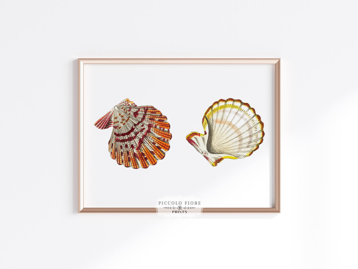 Mantle Scallop Shell Illustration | P76