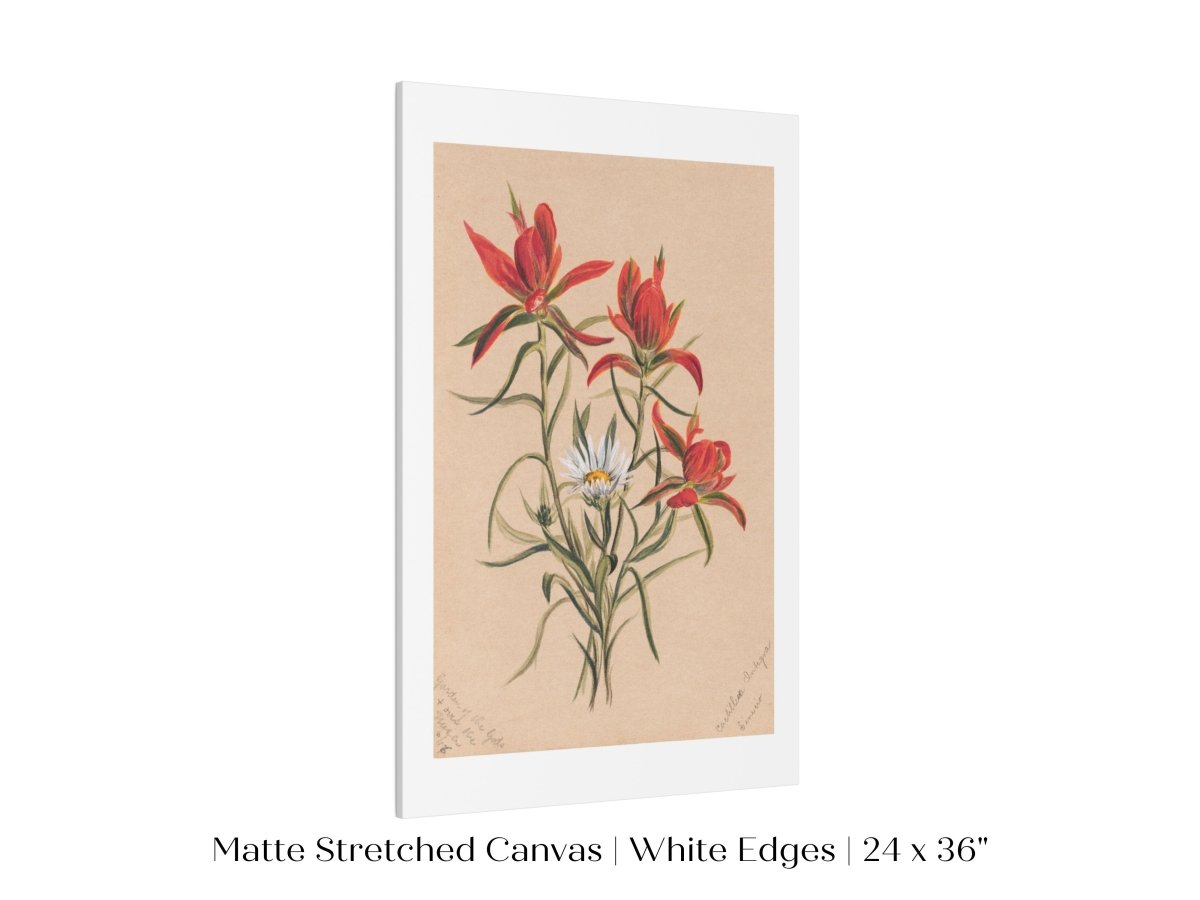 Indian Paintbrush and Daisy | P295 - Single Art Prints - Piccolo Fiore Prints