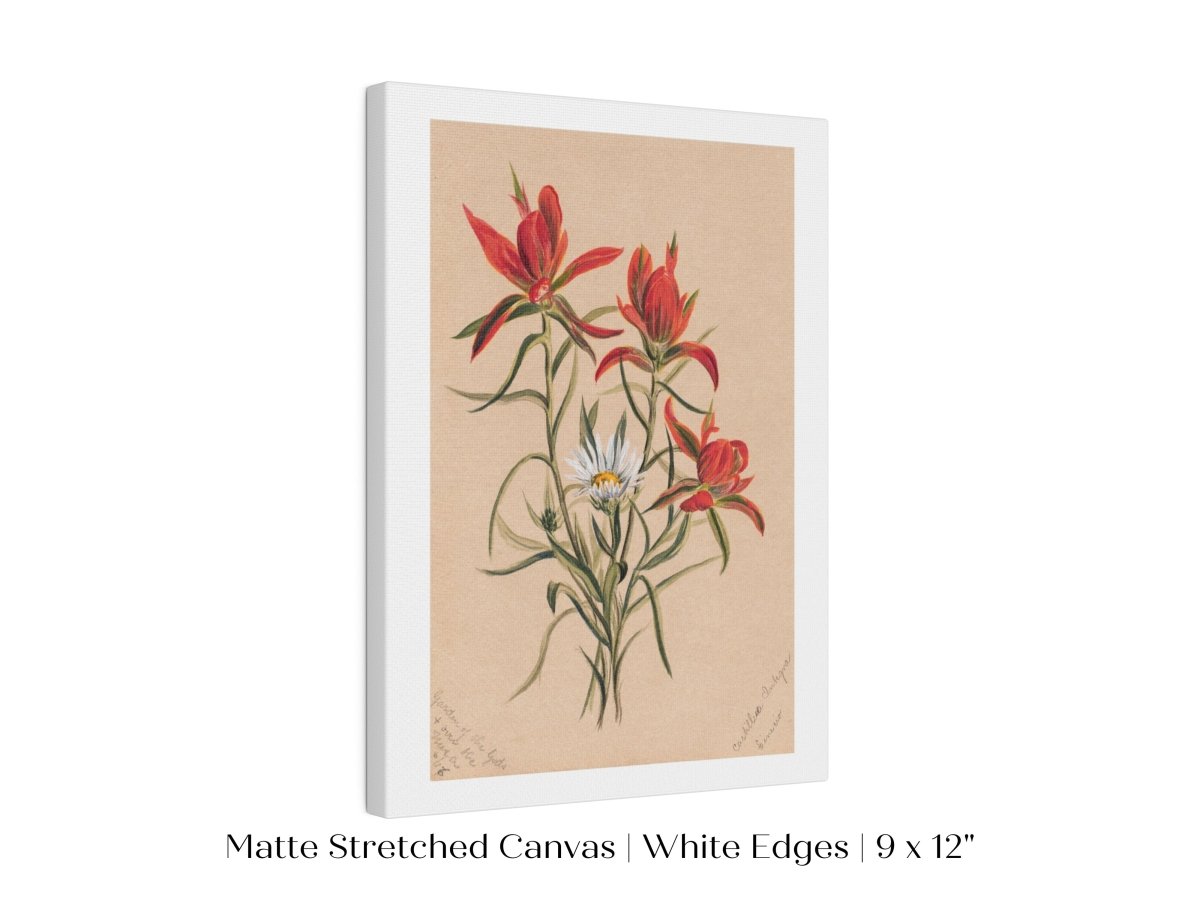 Indian Paintbrush and Daisy | P295 - Single Art Prints - Piccolo Fiore Prints