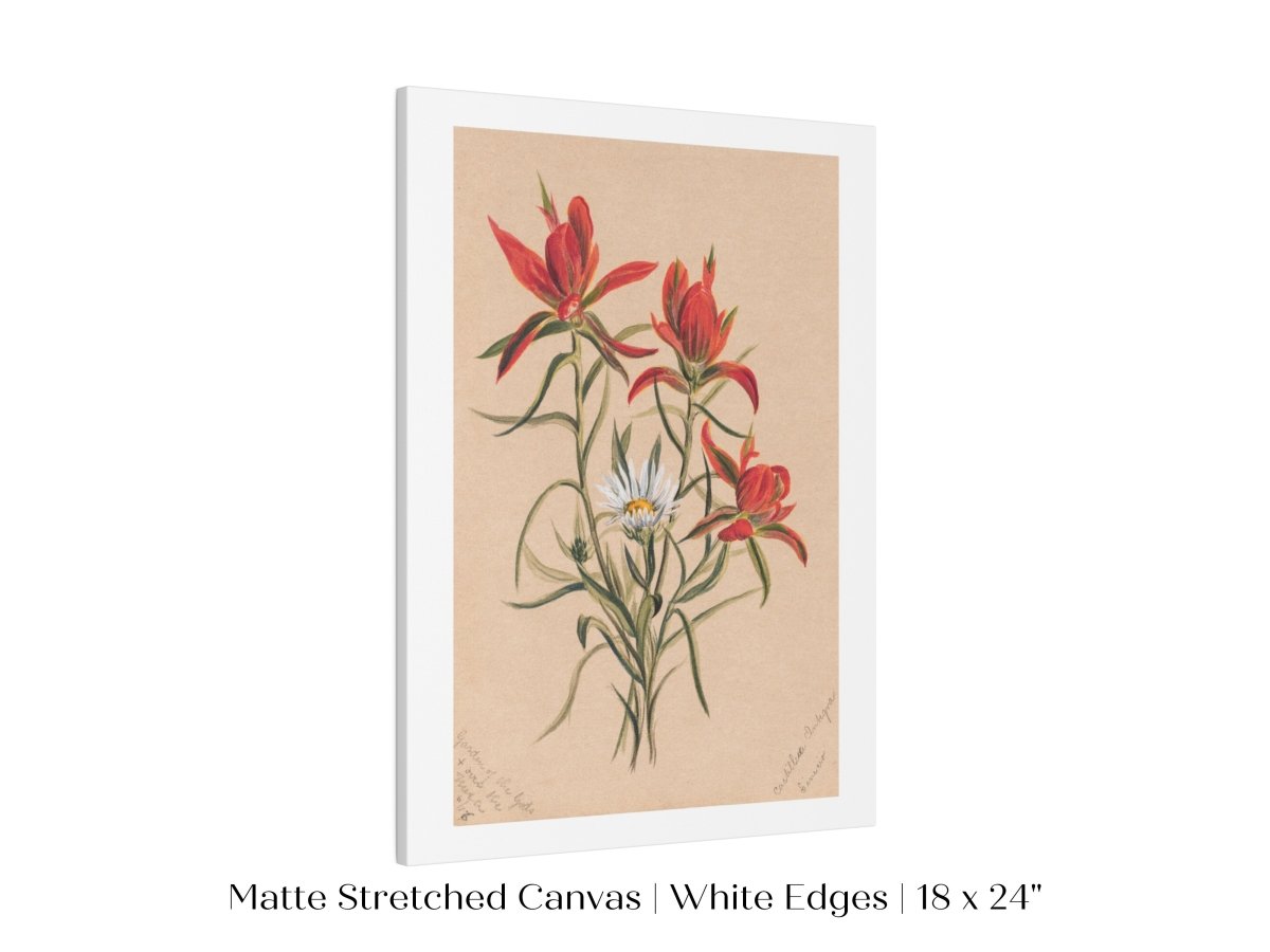 Indian Paintbrush and Daisy | P295 - Single Art Prints - Piccolo Fiore Prints