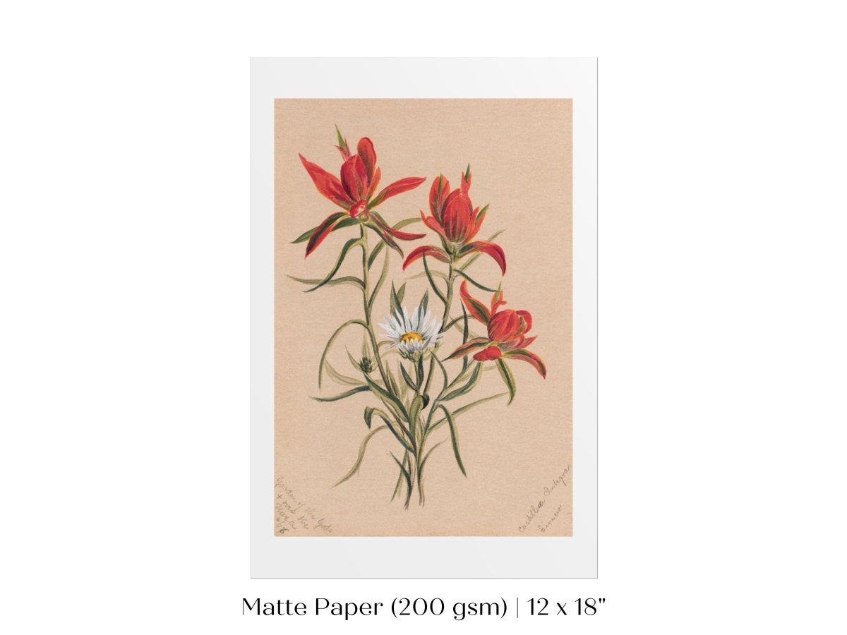 Indian Paintbrush and Daisy | P295 - Single Art Prints - Piccolo Fiore Prints