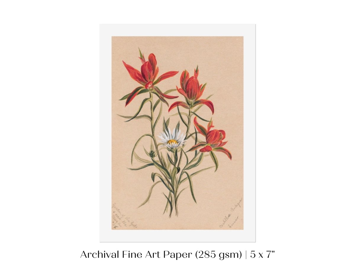 Indian Paintbrush and Daisy | P295 - Single Art Prints - Piccolo Fiore Prints