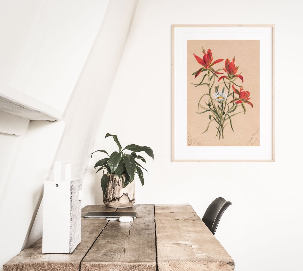 Indian Paintbrush and Daisy | P295 - Single Art Prints - Piccolo Fiore Prints