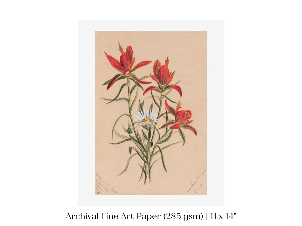Indian Paintbrush and Daisy | P295 - Single Art Prints - Piccolo Fiore Prints