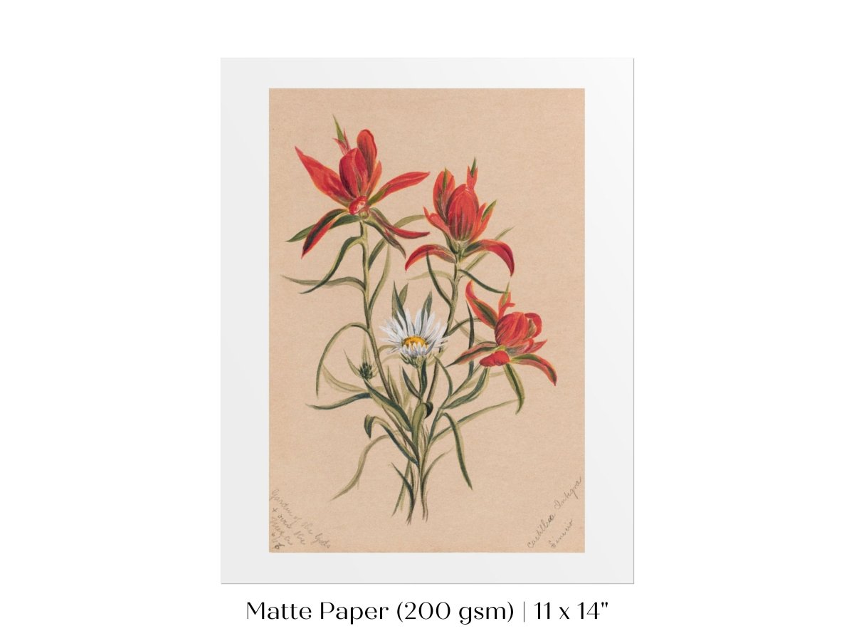 Indian Paintbrush and Daisy | P295 - Single Art Prints - Piccolo Fiore Prints