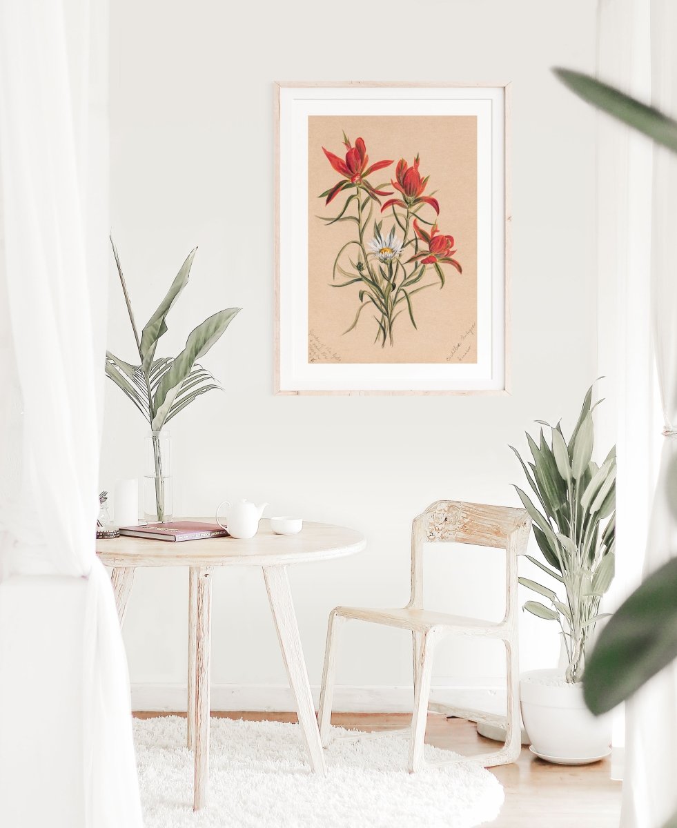 Indian Paintbrush and Daisy | P295 - Single Art Prints - Piccolo Fiore Prints