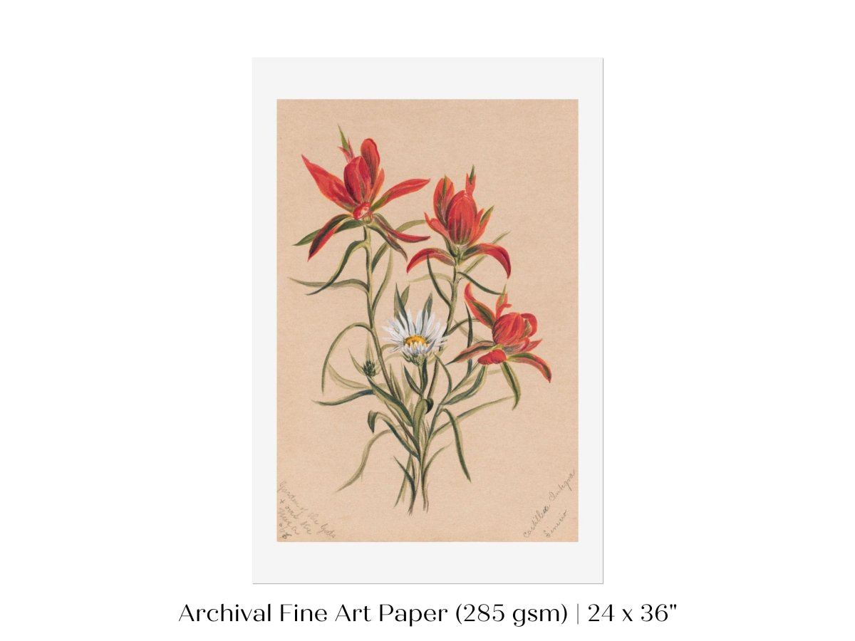 Indian Paintbrush and Daisy | P295 - Single Art Prints - Piccolo Fiore Prints