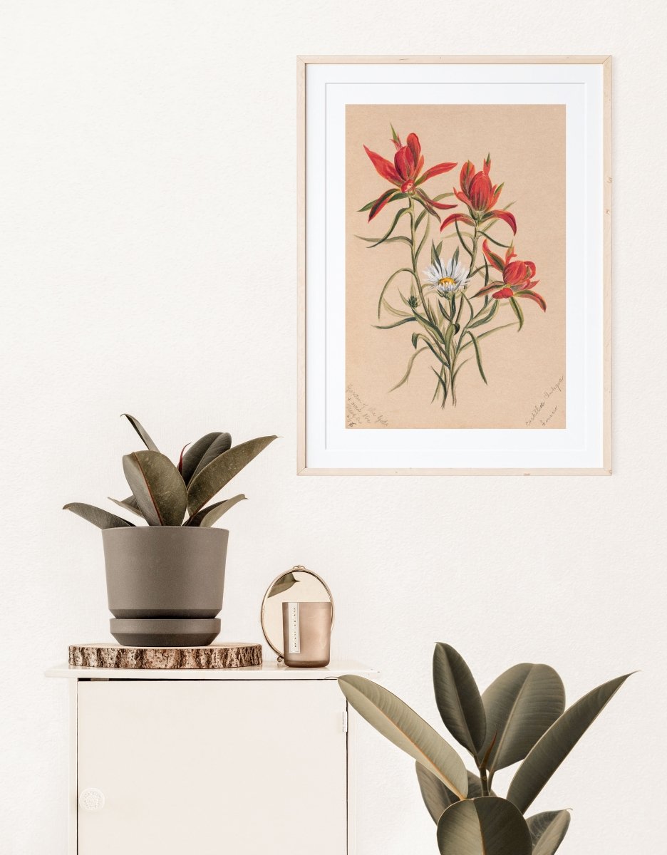 Indian Paintbrush and Daisy | P295 - Single Art Prints - Piccolo Fiore Prints
