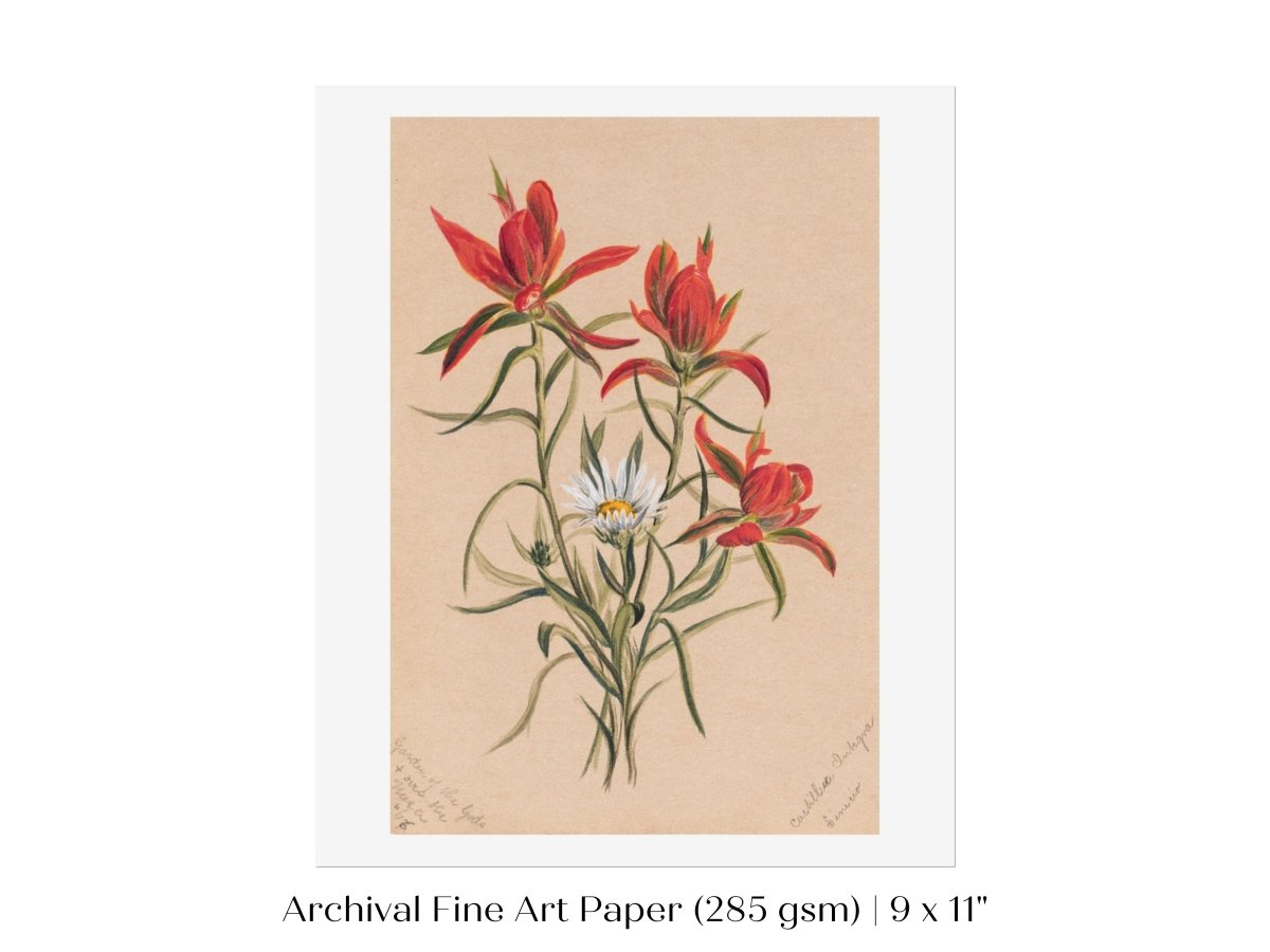 Indian Paintbrush and Daisy | P295 - Single Art Prints - Piccolo Fiore Prints