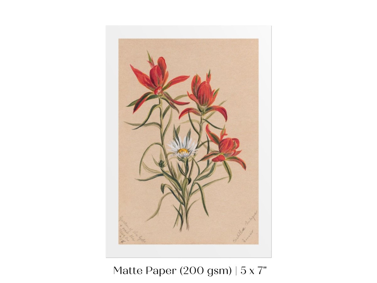 Indian Paintbrush and Daisy | P295 - Single Art Prints - Piccolo Fiore Prints