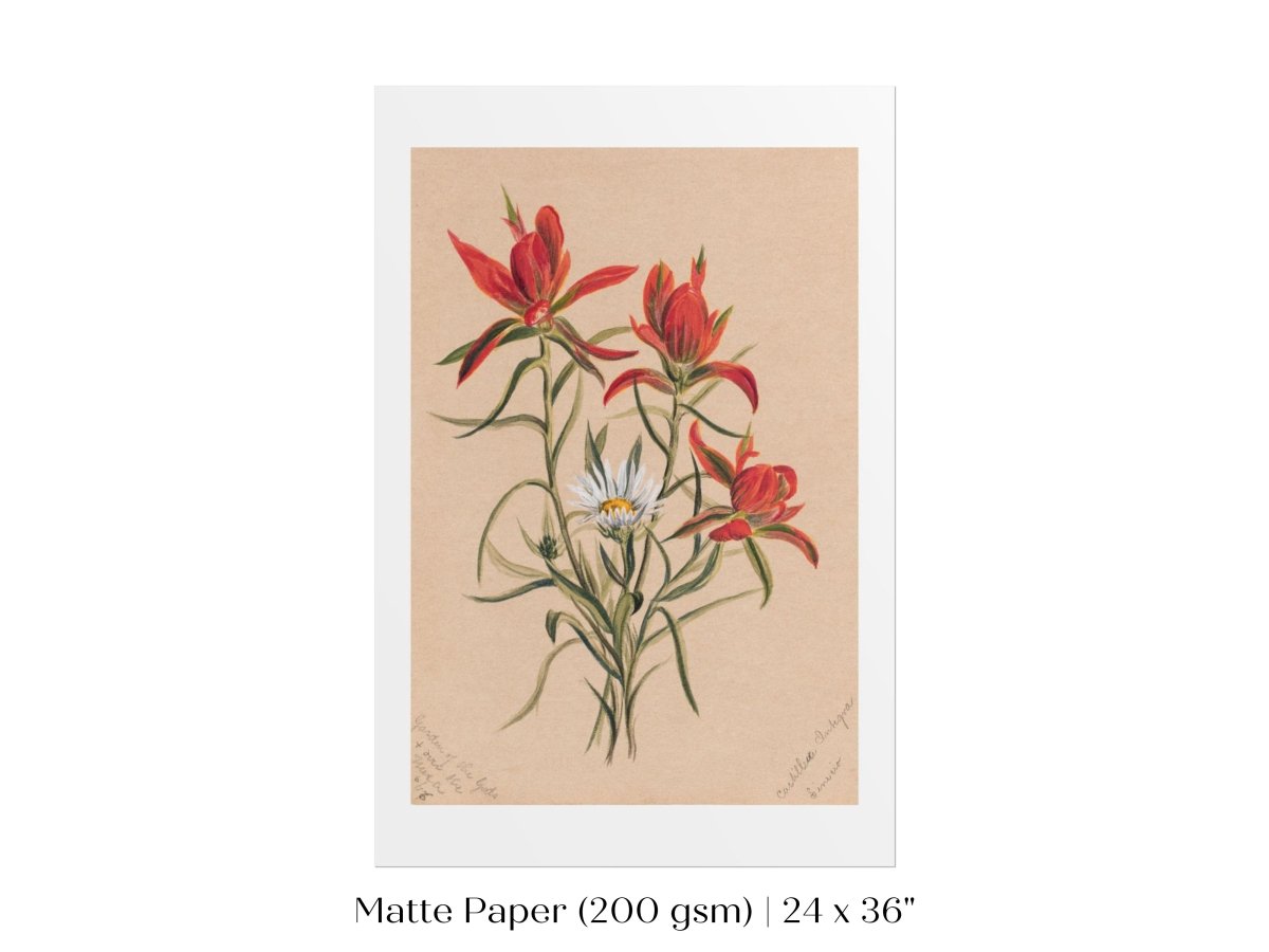 Indian Paintbrush and Daisy | P295 - Single Art Prints - Piccolo Fiore Prints