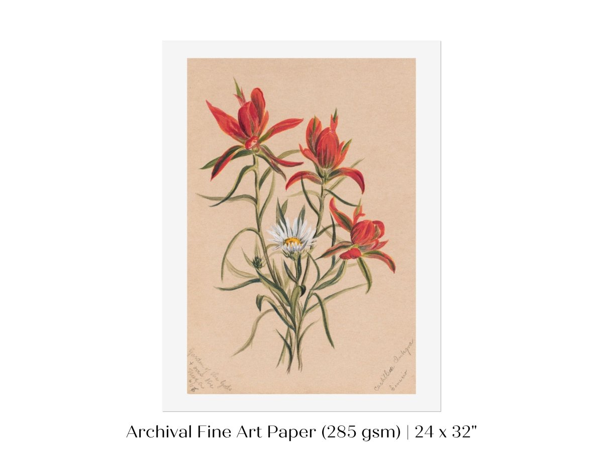Indian Paintbrush and Daisy | P295 - Single Art Prints - Piccolo Fiore Prints