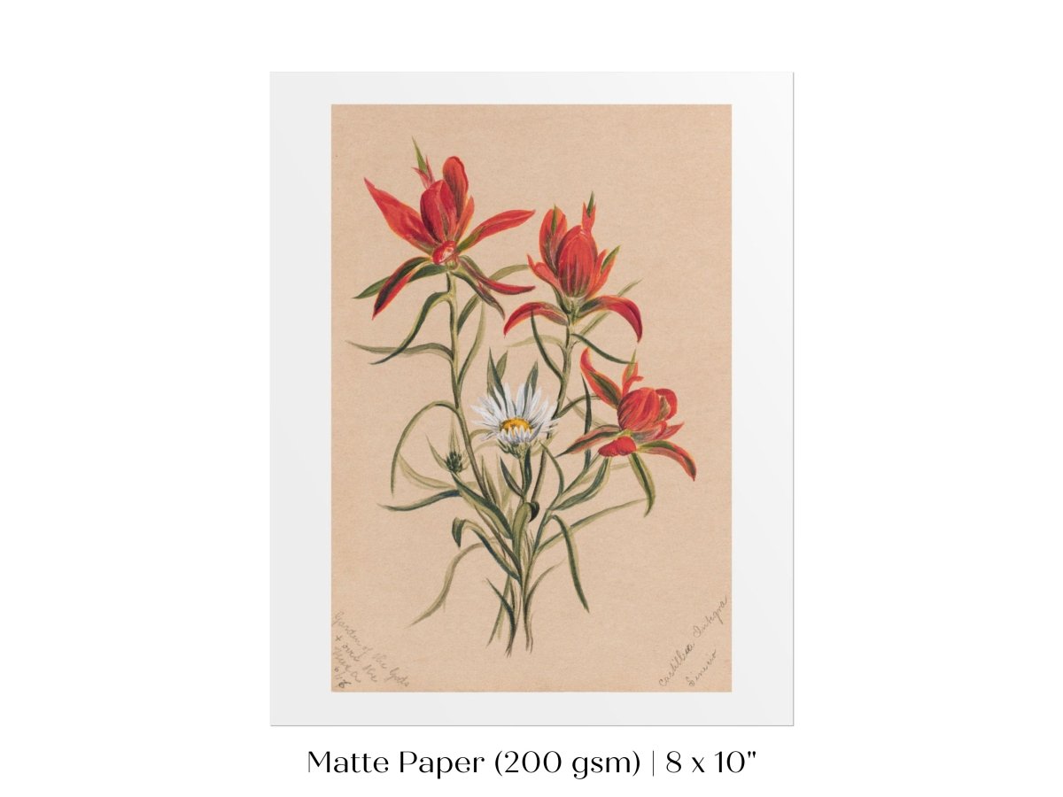 Indian Paintbrush and Daisy | P295 - Single Art Prints - Piccolo Fiore Prints