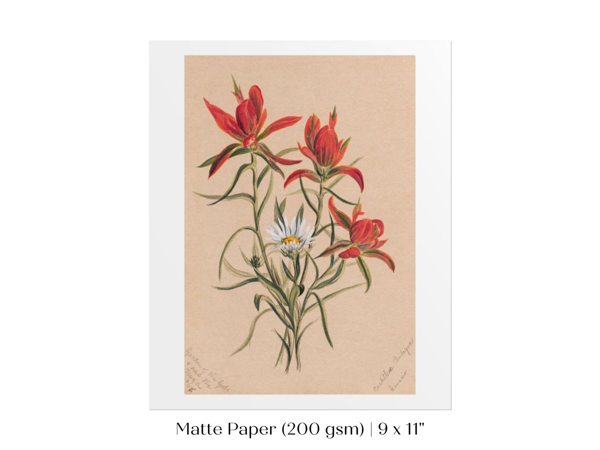 Indian Paintbrush and Daisy | P295 - Single Art Prints - Piccolo Fiore Prints