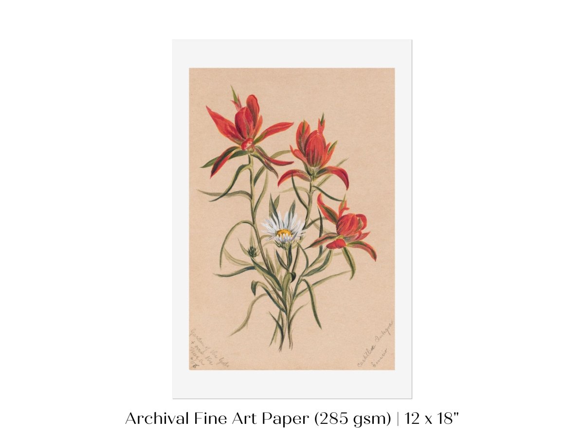 Indian Paintbrush and Daisy | P295 - Single Art Prints - Piccolo Fiore Prints