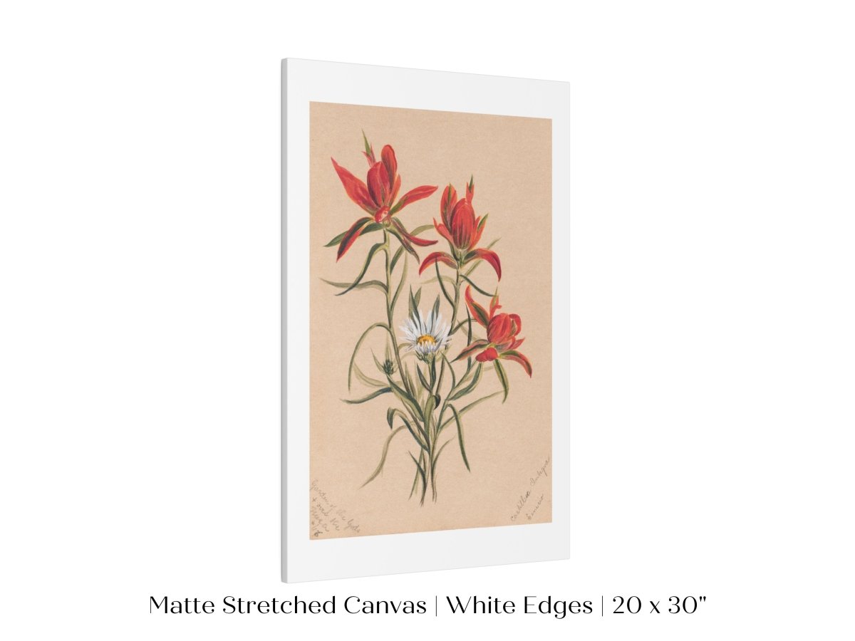 Indian Paintbrush and Daisy | P295 - Single Art Prints - Piccolo Fiore Prints