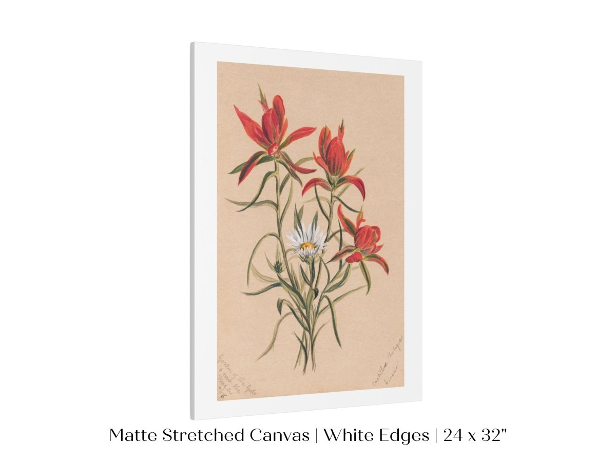Indian Paintbrush and Daisy | P295 - Single Art Prints - Piccolo Fiore Prints
