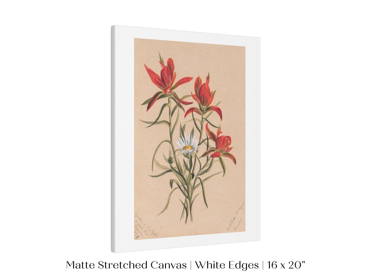 Indian Paintbrush and Daisy | P295 - Single Art Prints - Piccolo Fiore Prints