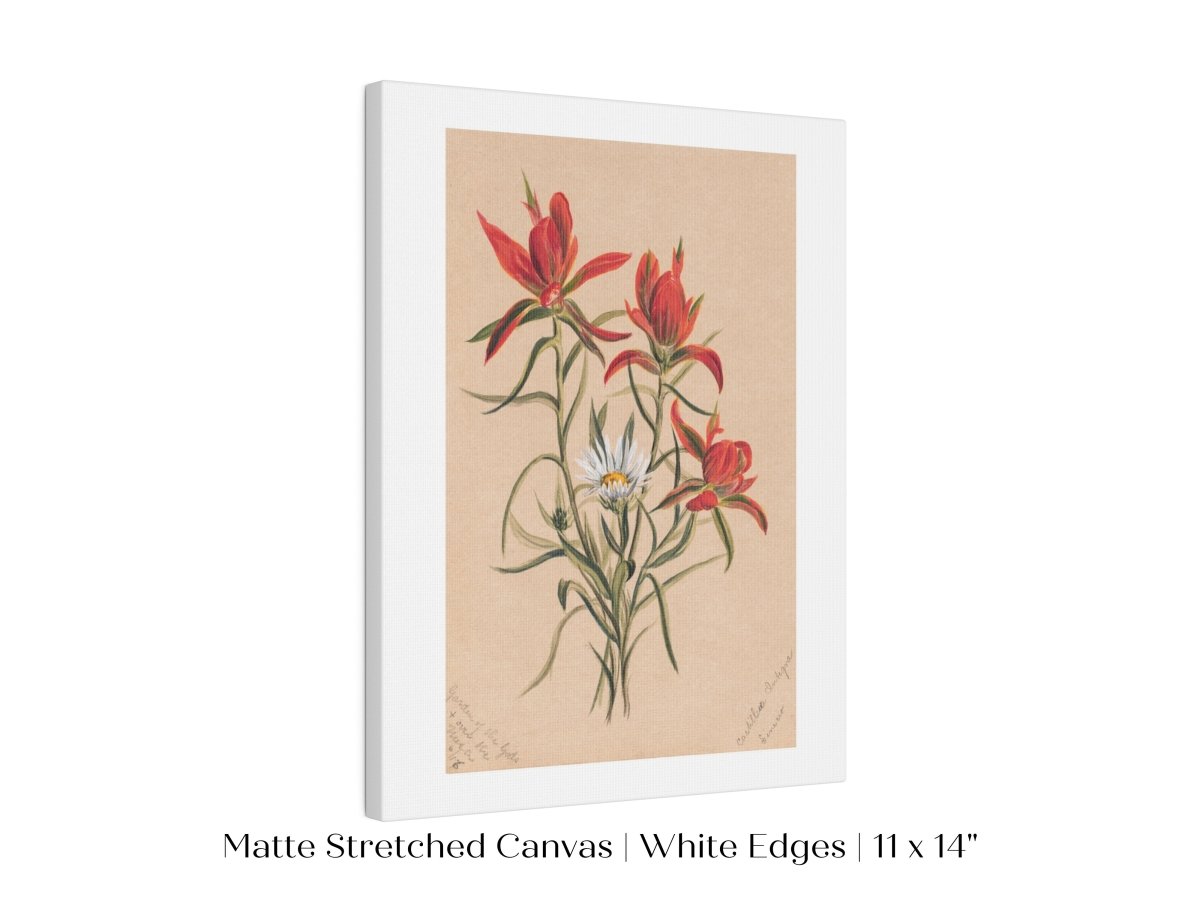 Indian Paintbrush and Daisy | P295 - Single Art Prints - Piccolo Fiore Prints