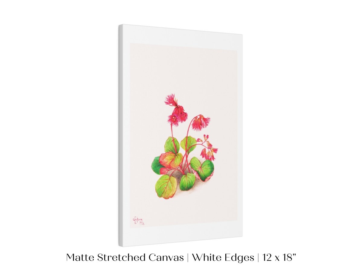 Iwakagami Illustration | P164 - Single Art Prints - Piccolo Fiore Prints
