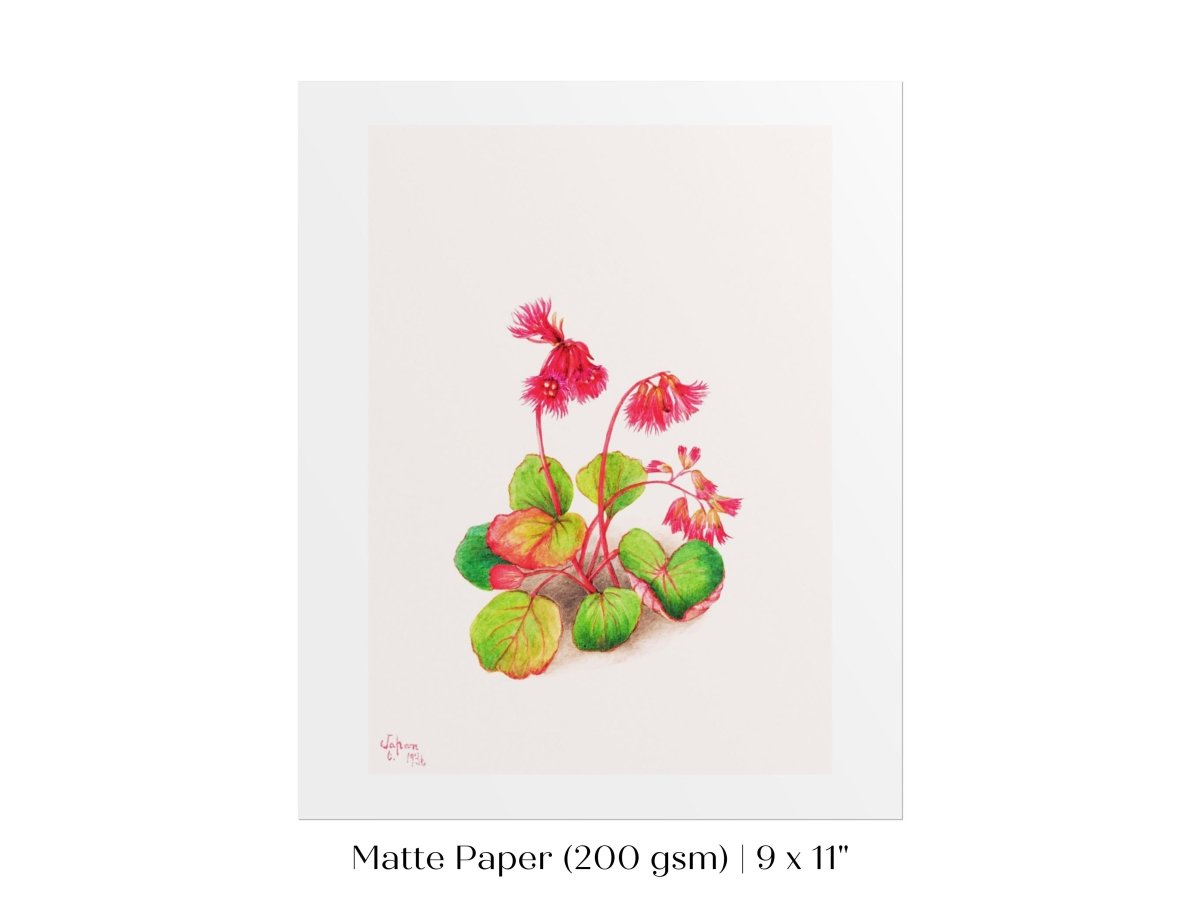 Iwakagami Illustration | P164 - Single Art Prints - Piccolo Fiore Prints