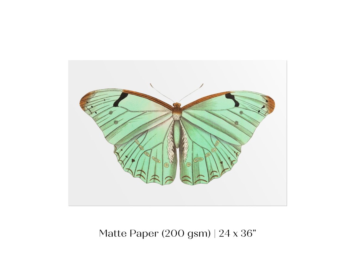 Laertes Butterfly Illustration | P171 - Single Art Prints - Piccolo Fiore Prints