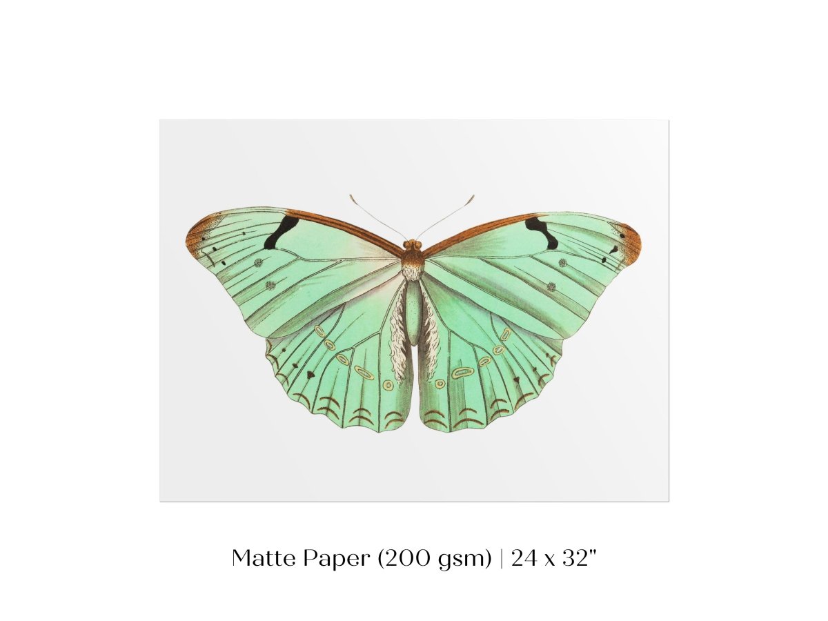 Laertes Butterfly Illustration | P171 - Single Art Prints - Piccolo Fiore Prints