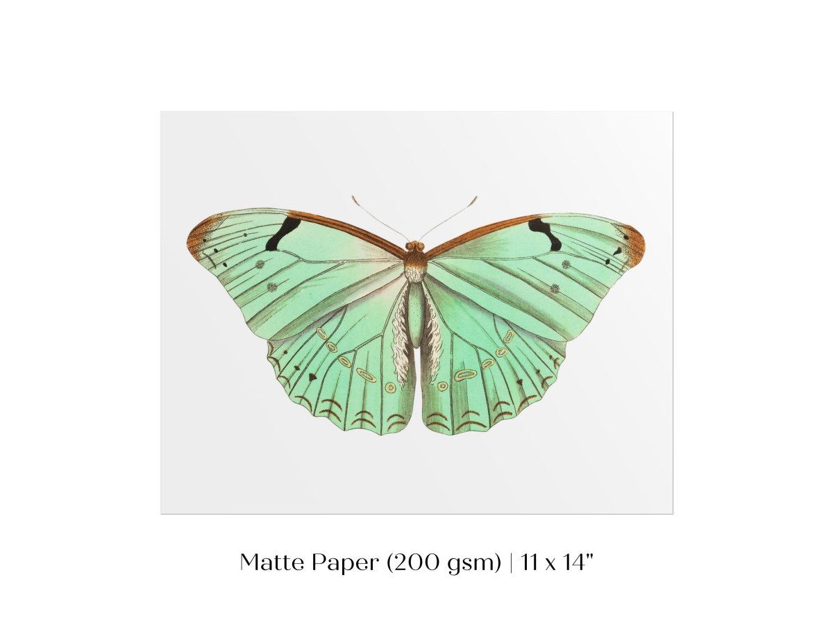 Laertes Butterfly Illustration | P171 - Single Art Prints - Piccolo Fiore Prints