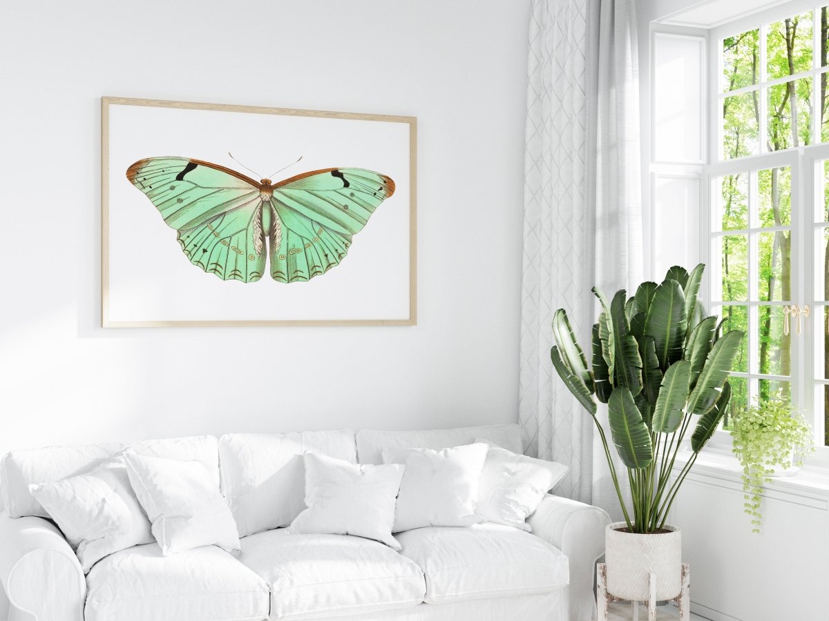 Laertes Butterfly Illustration | P171 - Single Art Prints - Piccolo Fiore Prints