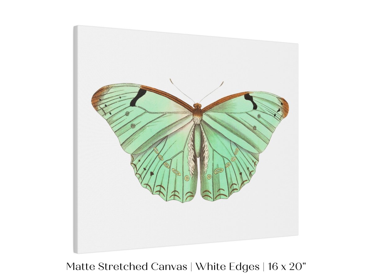 Laertes Butterfly Illustration | P171 - Single Art Prints - Piccolo Fiore Prints