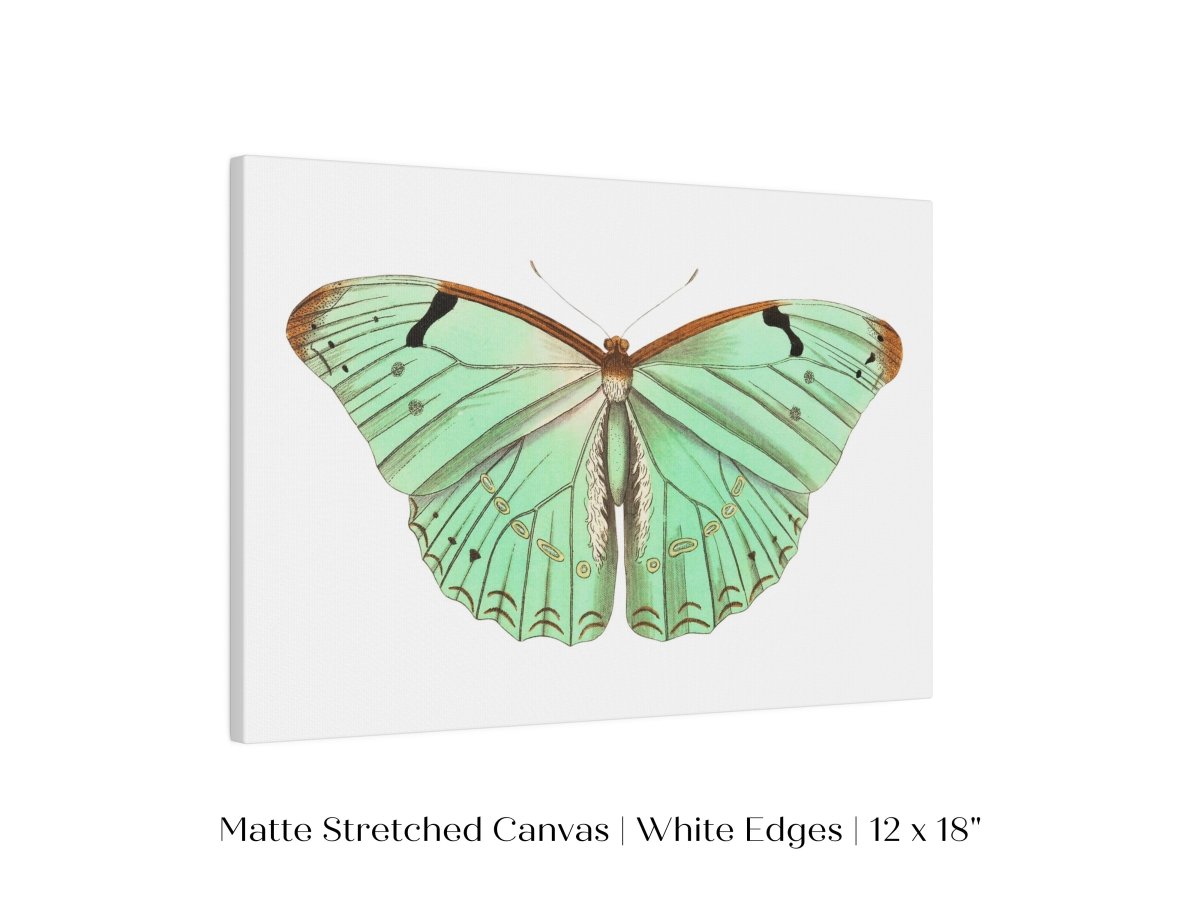 Laertes Butterfly Illustration | P171 - Single Art Prints - Piccolo Fiore Prints