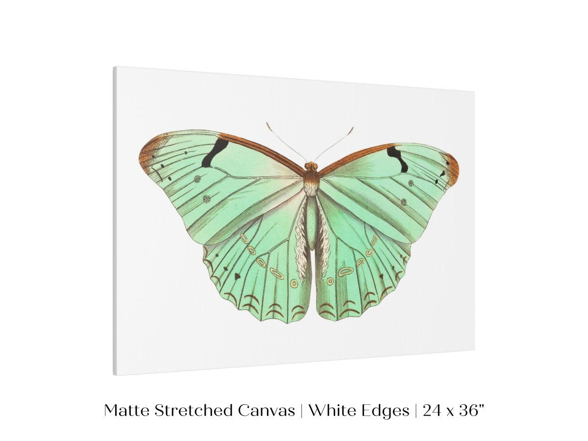Laertes Butterfly Illustration | P171 - Single Art Prints - Piccolo Fiore Prints