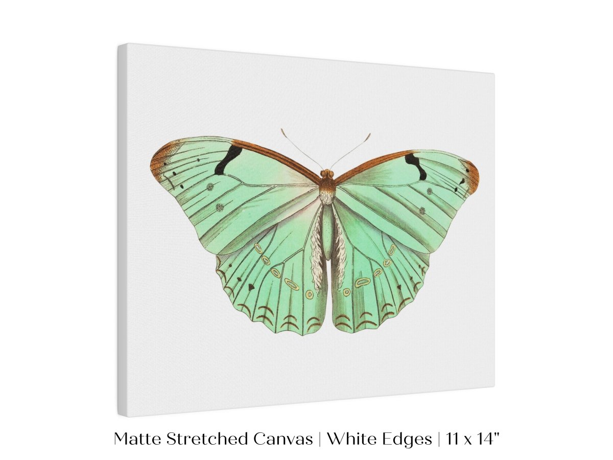 Laertes Butterfly Illustration | P171 - Single Art Prints - Piccolo Fiore Prints