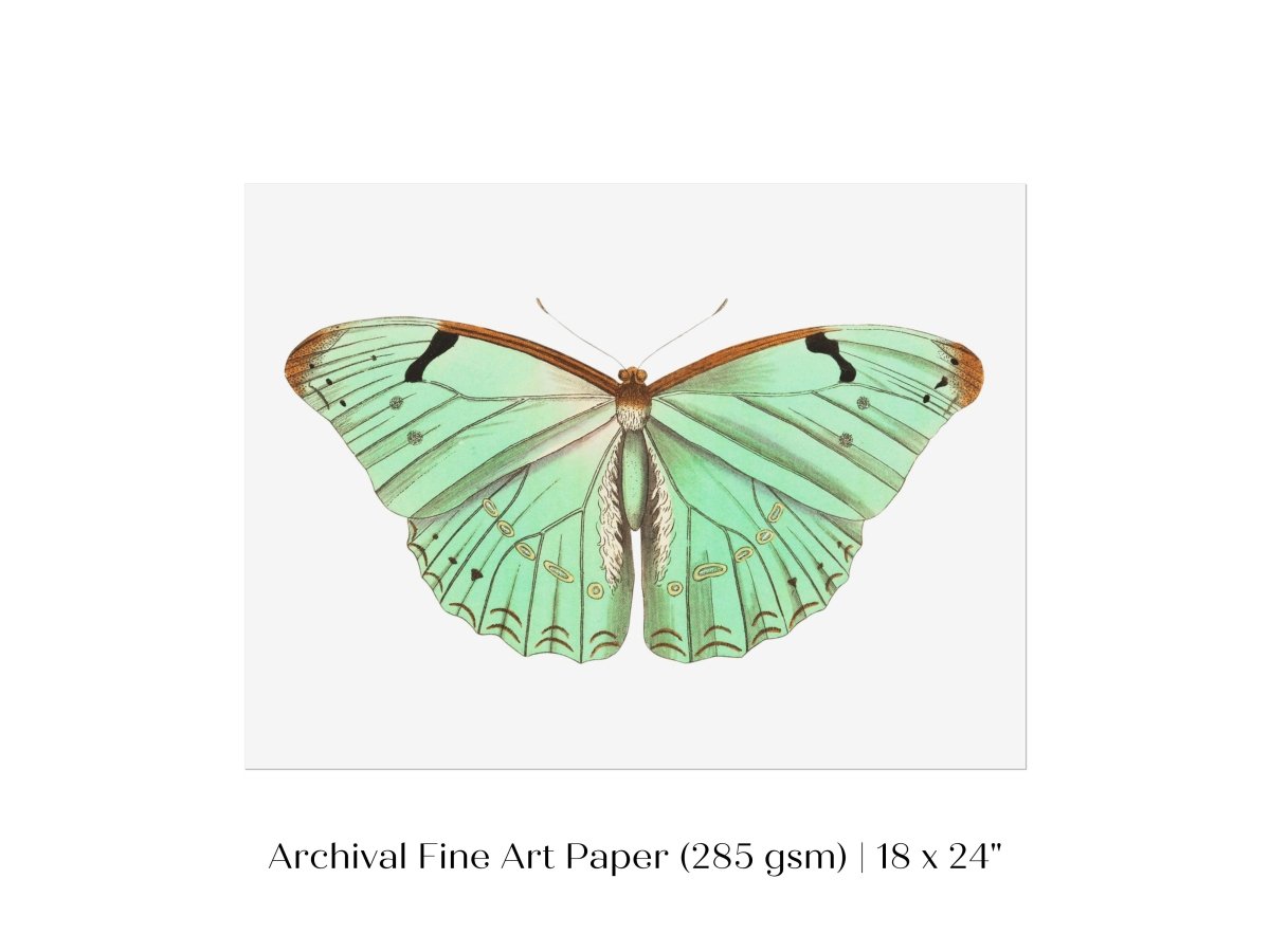 Laertes Butterfly Illustration | P171 - Single Art Prints - Piccolo Fiore Prints