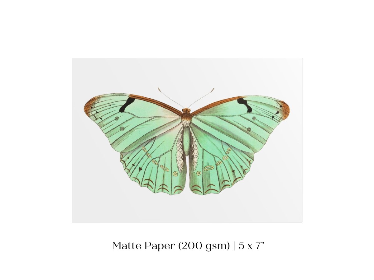 Laertes Butterfly Illustration | P171 - Single Art Prints - Piccolo Fiore Prints