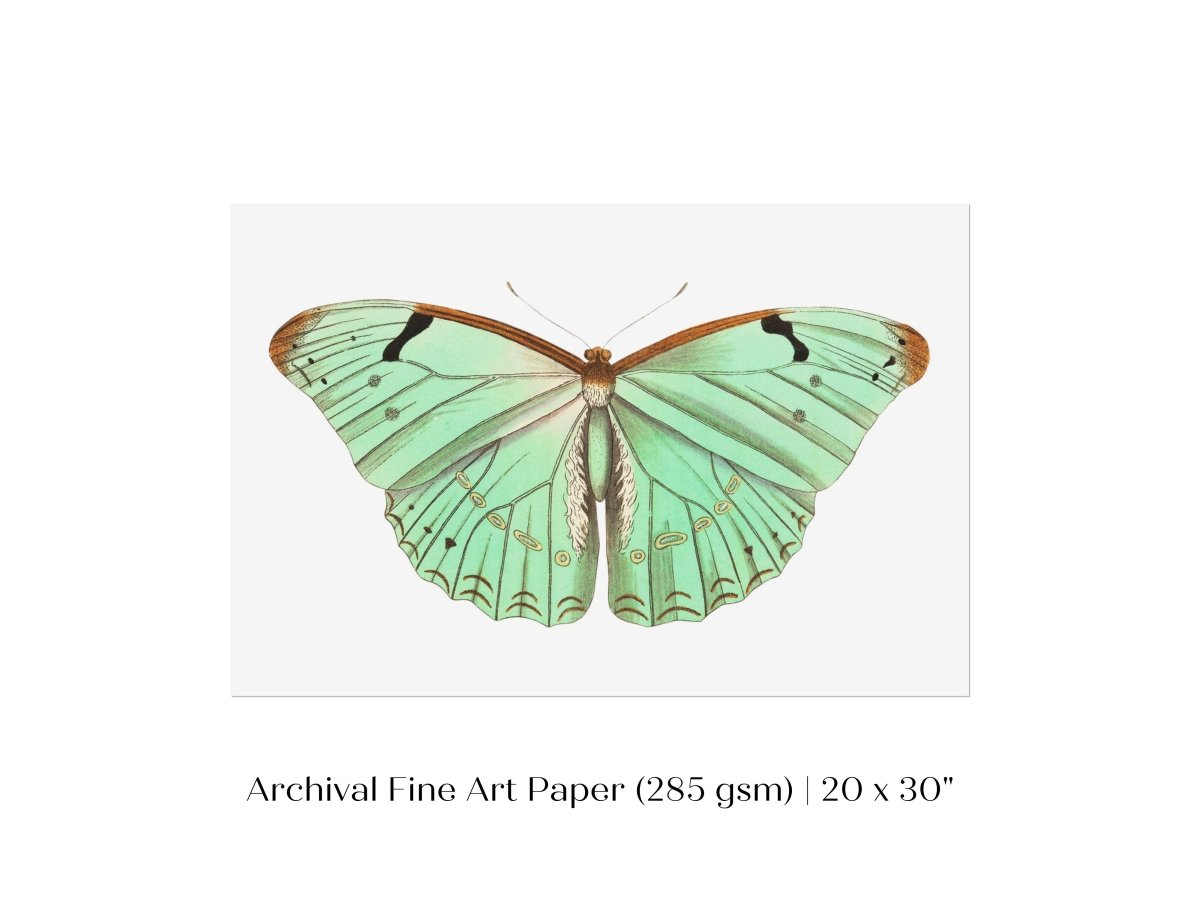 Laertes Butterfly Illustration | P171 - Single Art Prints - Piccolo Fiore Prints