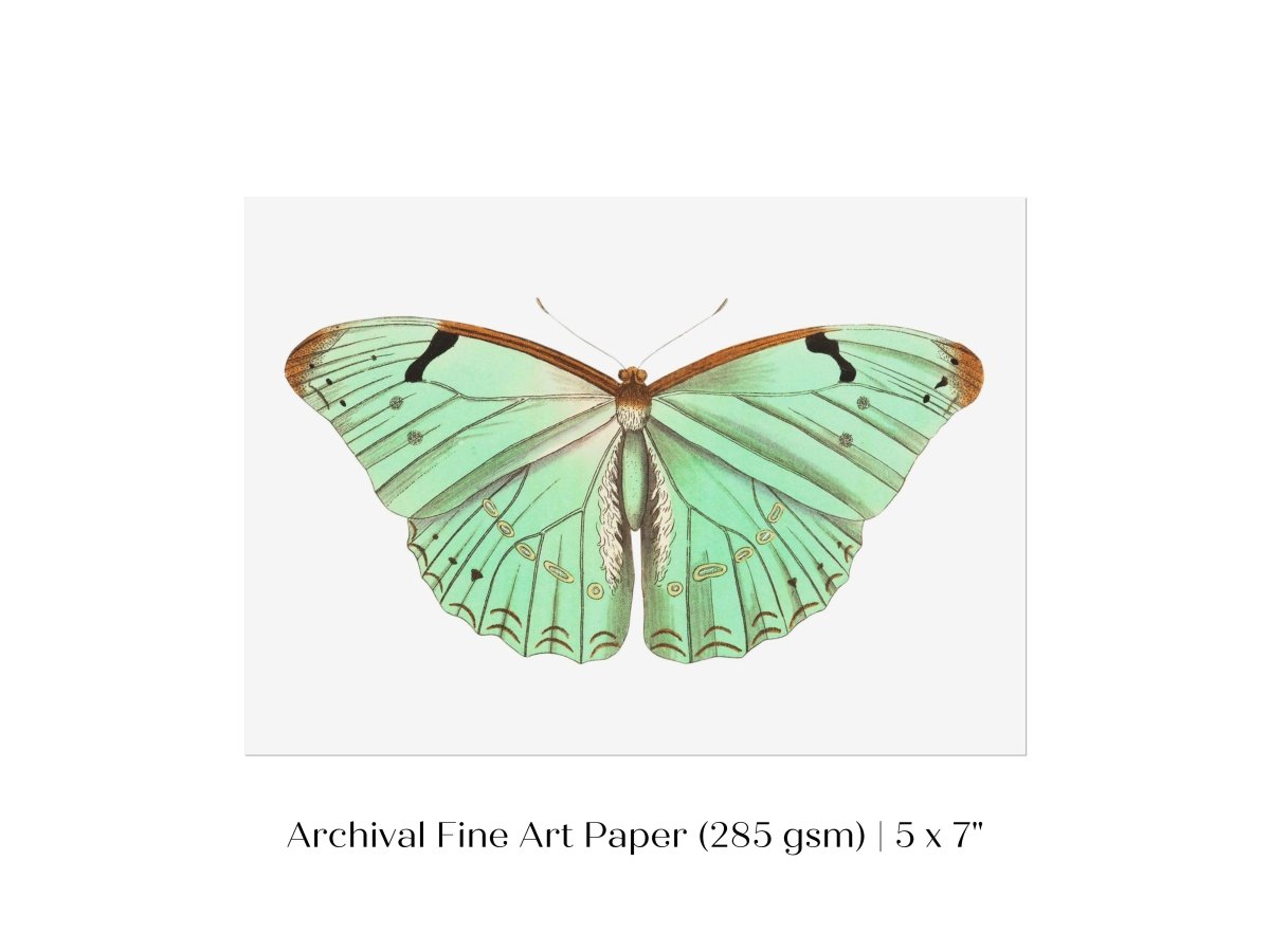 Laertes Butterfly Illustration | P171 - Single Art Prints - Piccolo Fiore Prints